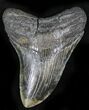 Beautiful Calico Megalodon Tooth - South Carolina #27311-1